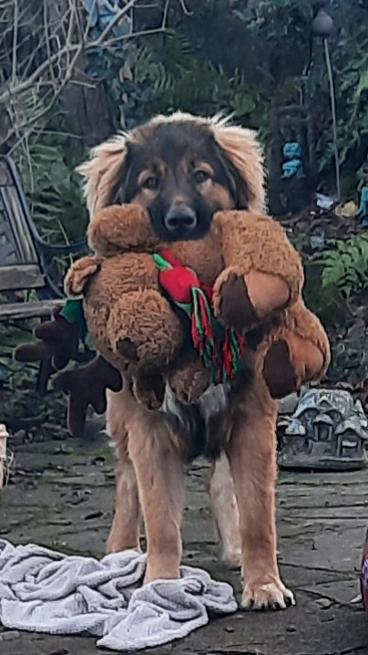 LOUIE - Bedfordshire